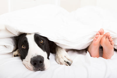 How Your Furry Friend Can Benefit Your Sleep Cycle