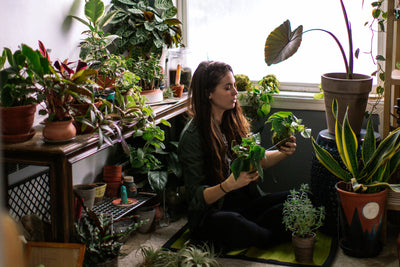 Why It Pays to Have Live Plants in Your Home