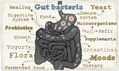Healthy Gut, Healthy Body: What You Need to Know About Probiotics