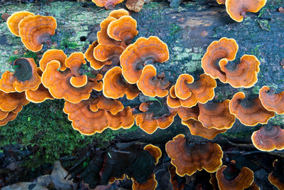Medicinal Mushrooms: What Are They and What Do They Do?