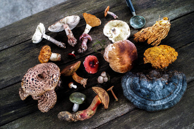 The Fascinating History of Medicinal Mushrooms